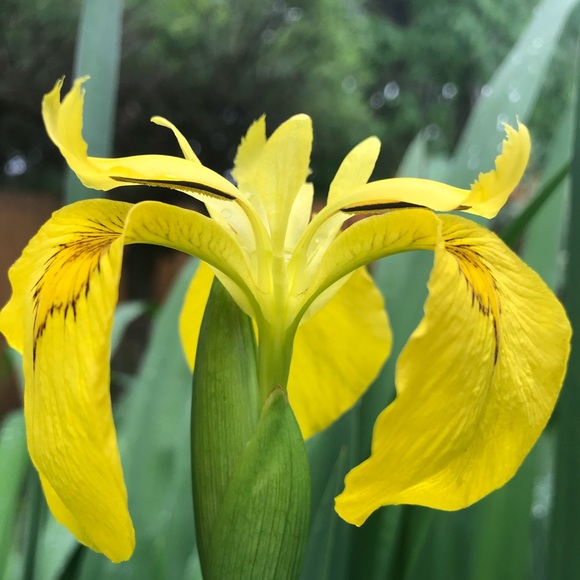 Meet your Posher, Amy - Picture 1 of 1